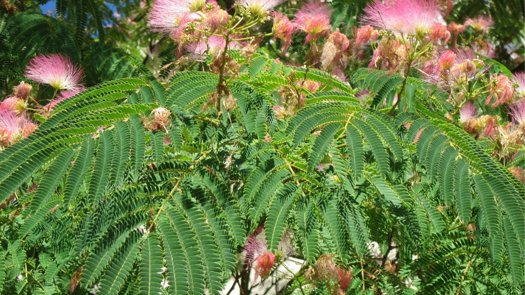 Fleurs d'arbre à soie