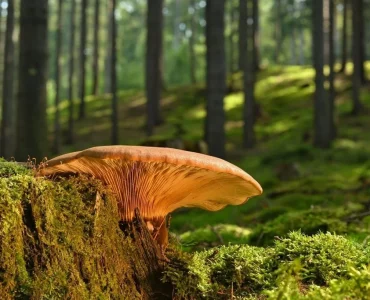 Investissement forestier dans un bois sauvage