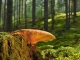 Investissement forestier dans un bois sauvage