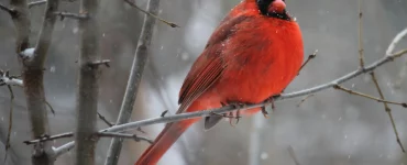Un cardinal rouge sur une branche : trêve hivernale