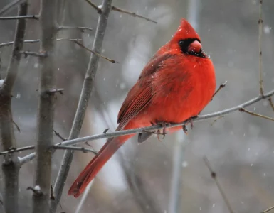 Un cardinal rouge sur une branche : trêve hivernale