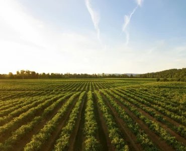 Un domaine viticole