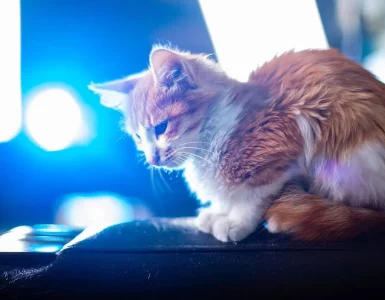 Un chat assis sur une chaise