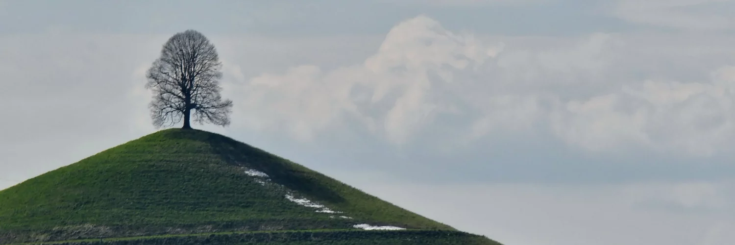 Un arbre sur une colline verte