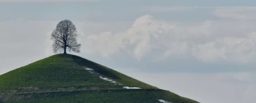Un arbre sur une colline verte