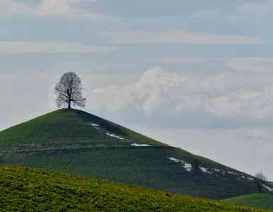 Un arbre sur une colline verte