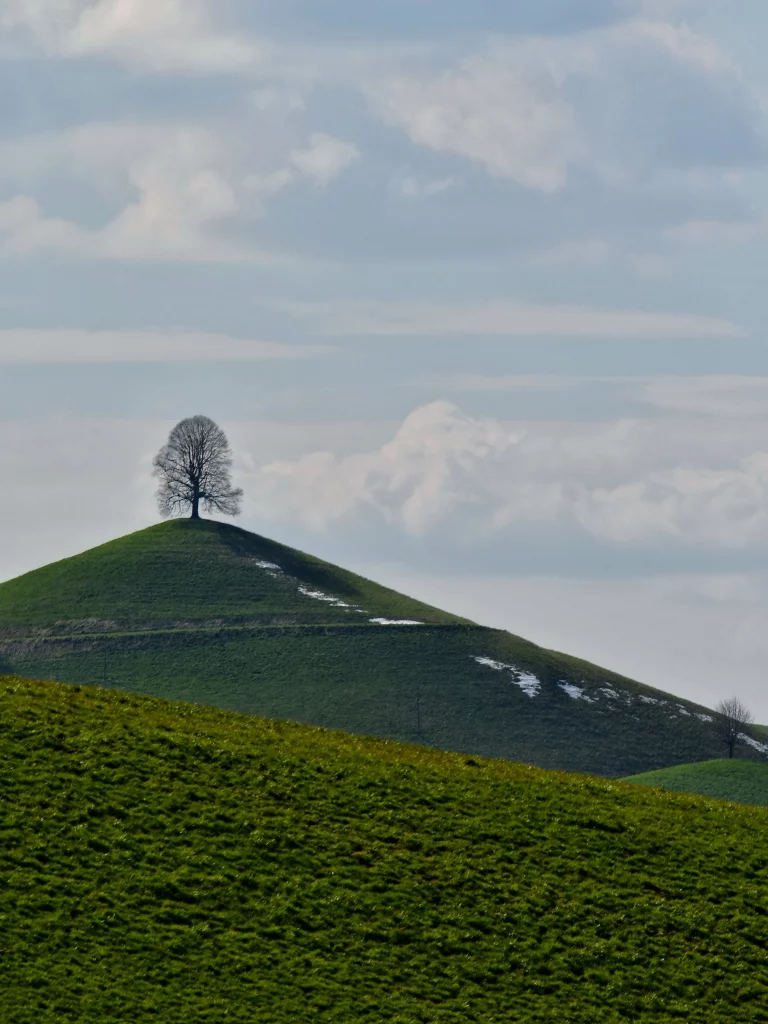 Un arbre sur une colline verte