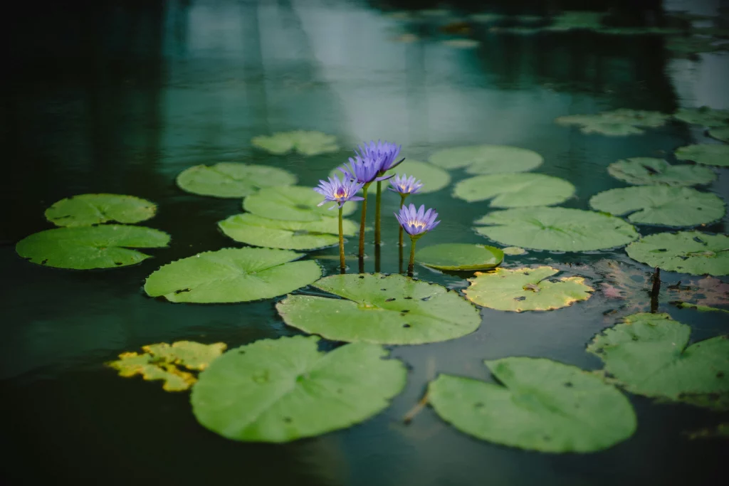 Un étang privé avec des plantes aquatiques