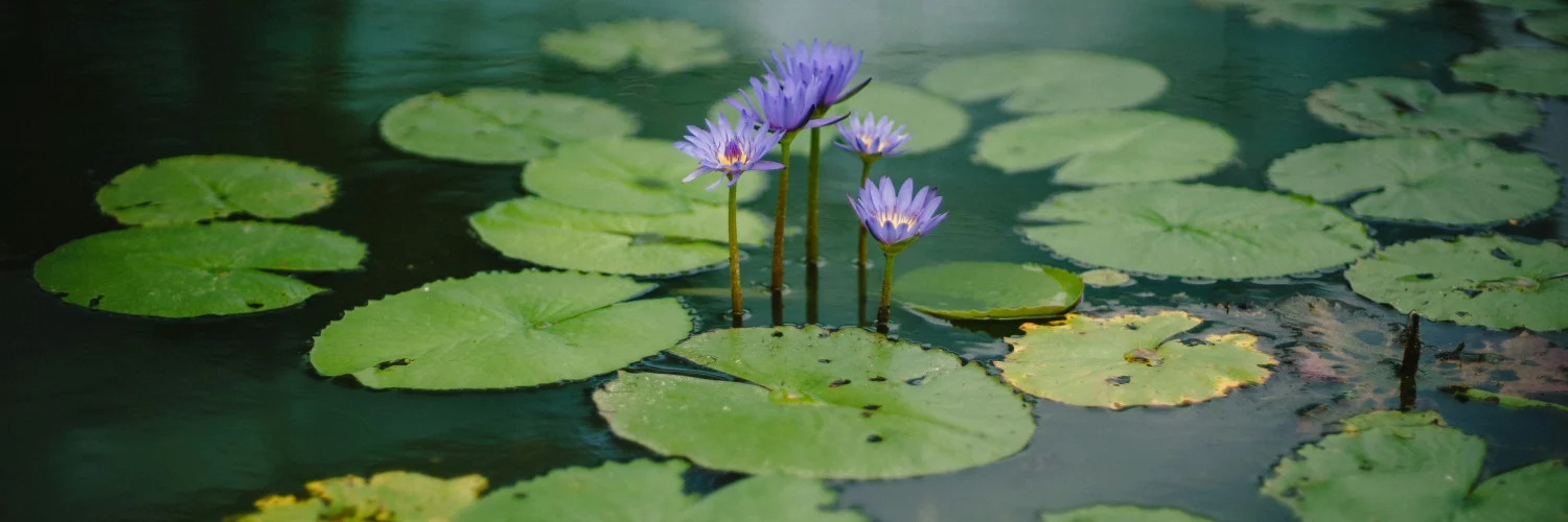 Un étang privé avec des plantes aquatiques