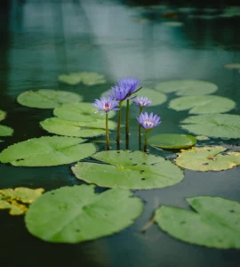 Un étang privé avec des plantes aquatiques