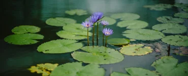 Un étang privé avec des plantes aquatiques