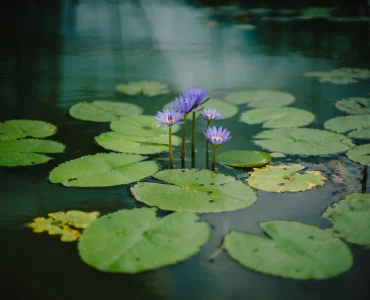 Un étang privé avec des plantes aquatiques