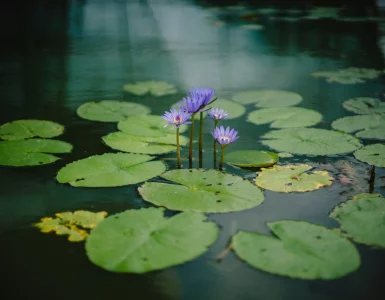 Un étang privé avec des plantes aquatiques