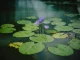 Un étang privé avec des plantes aquatiques