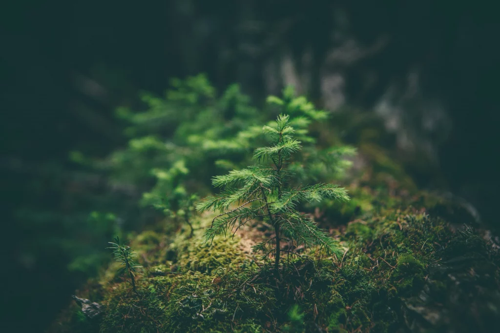 Un jeune arbre qui pousse dans les bois
