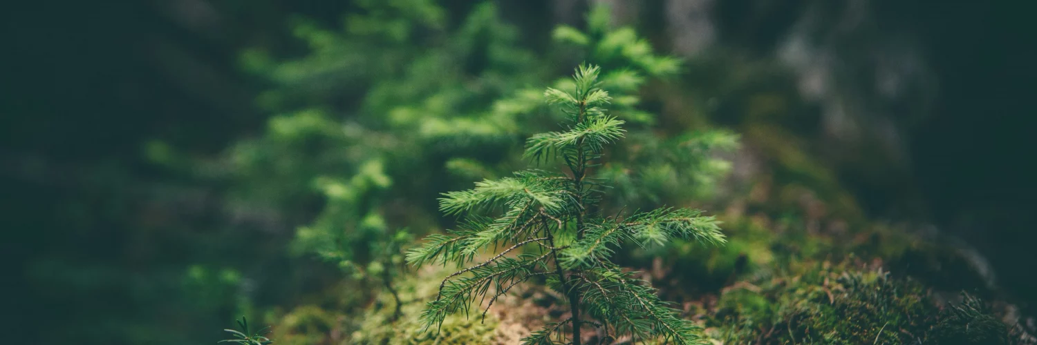 Un jeune arbre qui pousse dans les bois