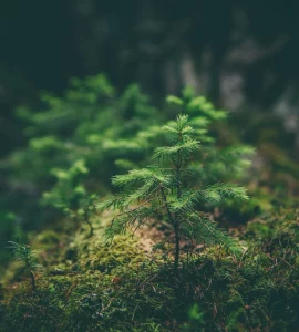 Un jeune arbre qui pousse dans les bois