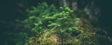 Un jeune arbre qui pousse dans les bois