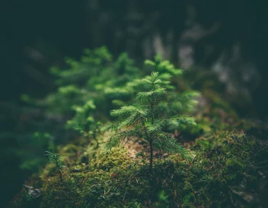 Un jeune arbre qui pousse dans les bois