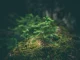 Un jeune arbre qui pousse dans les bois